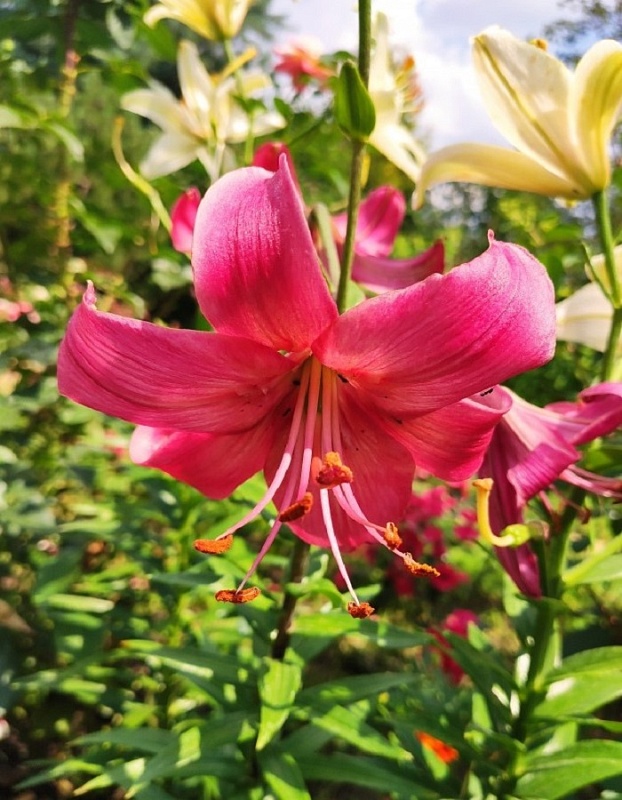 Лилия Пинк Флайт 